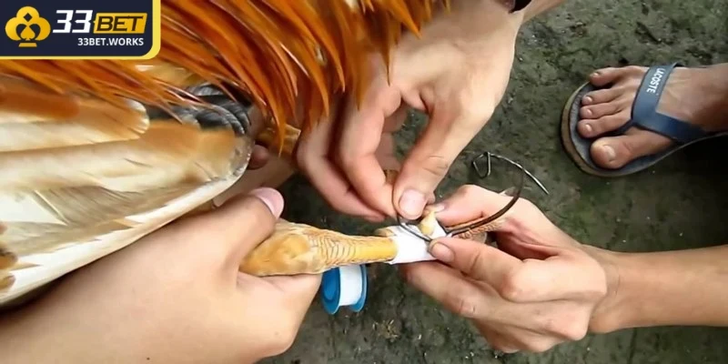 Cách Băng Cựa Gà Chuẩn Xác – Hướng Dẫn Chi Tiết Cho Kê Thủ 1 Cách băng cựa gà đóng vai trò quan trọng khi bảo vệ chiến kê trước đòn đối thủ