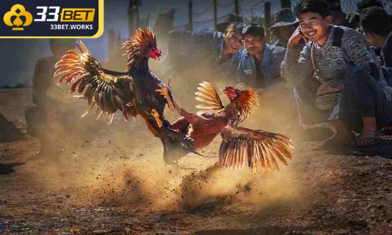 Luôn tìm hiểu kỹ càng gà chiến trước khi đưa ra quyết định cược
