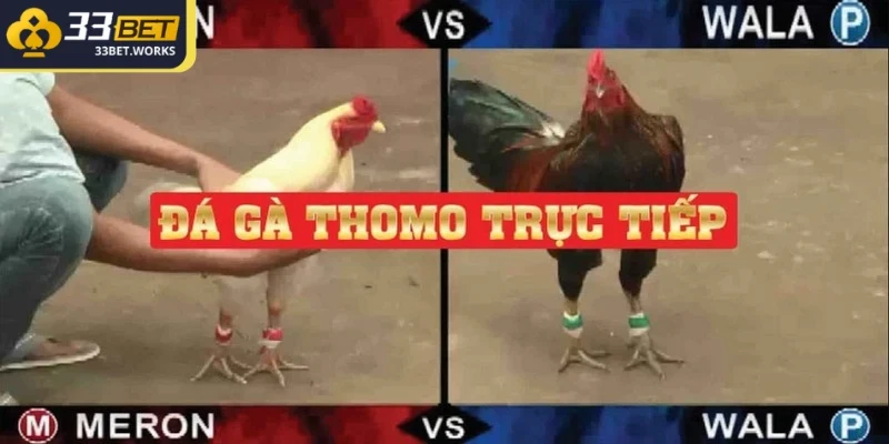 Trực Tiếp Đá Gà Thomo Đỉnh Cao Cùng Các Chiến Kê Hàng Đầu 1 Theo dõi trực tiếp đá gà Thomo là hình thức phổ biến trên các nền tảng cá cược