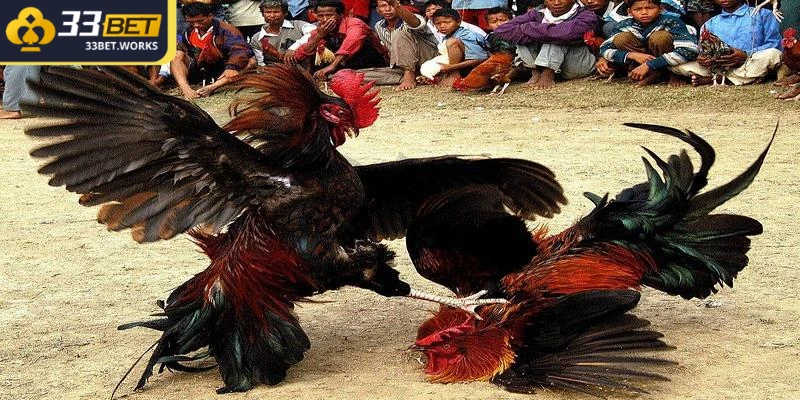Đá Gà Cựa Tròn - Phiên Bản Nâng Cấp Giải Trí Hiện Đại 2 Các trận đấu đá gà cựa tròn thường có thời gian diễn ra ngắn