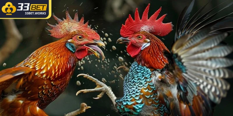 Đá Gà Thomo - Nơi Diễn Ra Trận Đấu Đỉnh Cao Nhất 1 Đá Gà Thomo là một loại hình đá gà trực tuyến hấp dẫn