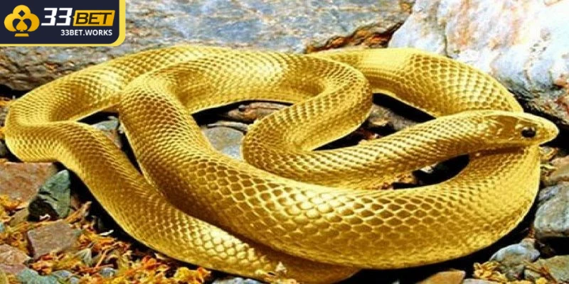 Nằm Mơ Thấy Rắn Đánh Số Gì Sớm Giàu Nhanh Nhất 1 Giấc mơ thấy nhiều rắn có thể mang đến những thông điệp khác nhau